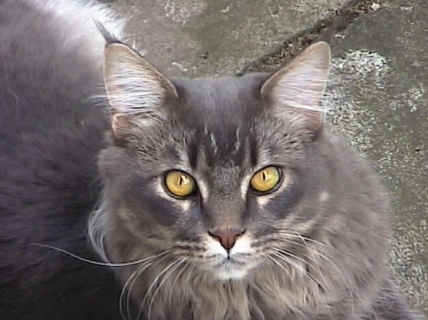 Big of Wildcatstar, Maine Coon blue-classic-tabby