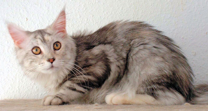 Fina of Wildcatstar, Maine Coon blue-classic-tabby